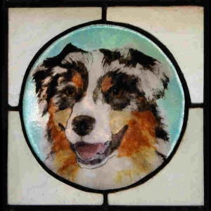 australian shepherd fused