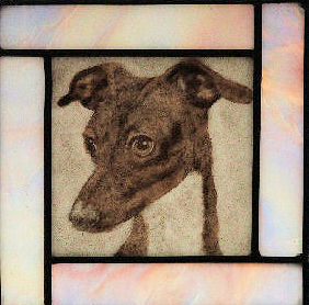 italian greyhound