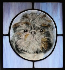 Shih tzu         